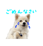 犬の日常スタンプ そらとくう（個別スタンプ：27）