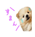 犬の日常スタンプ そらとくう（個別スタンプ：28）