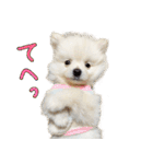 犬の日常スタンプ そらとくう（個別スタンプ：29）