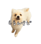 犬の日常スタンプ そらとくう（個別スタンプ：30）