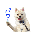犬の日常スタンプ そらとくう（個別スタンプ：32）