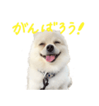 犬の日常スタンプ そらとくう（個別スタンプ：33）
