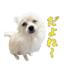 犬の日常スタンプ そらとくう（個別スタンプ：34）