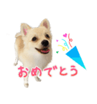 犬の日常スタンプ そらとくう（個別スタンプ：35）