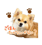 犬の日常スタンプ そらとくう（個別スタンプ：36）