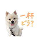 犬の日常スタンプ そらとくう（個別スタンプ：37）