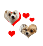 犬の日常スタンプ そらとくう（個別スタンプ：38）