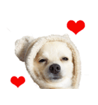 犬の日常スタンプ そらとくう（個別スタンプ：40）