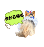 キュン！リリィ⭐︎（個別スタンプ：15）