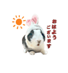 ミニうさぎダッチ⑥（個別スタンプ：1）