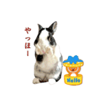 ミニうさぎダッチ⑥（個別スタンプ：3）