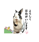ミニうさぎダッチ⑥（個別スタンプ：9）