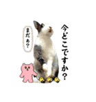 ミニうさぎダッチ⑥（個別スタンプ：10）