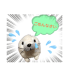 おうちゃんあざらし（個別スタンプ：1）