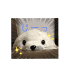おうちゃんあざらし（個別スタンプ：2）