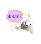 おうちゃんあざらし（個別スタンプ：4）