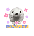 おうちゃんあざらし（個別スタンプ：8）