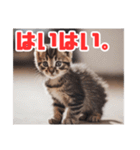 子猫ワールド 1（個別スタンプ：9）