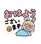 ねこさんのスタンプ（実写）（個別スタンプ：1）