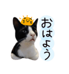 我が家の愉快な猫様たち（個別スタンプ：5）