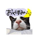 我が家の愉快な猫様たち（個別スタンプ：6）