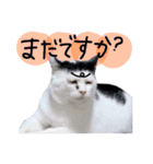 我が家の愉快な猫様たち（個別スタンプ：13）