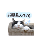 我が家の愉快な猫様たち（個別スタンプ：18）