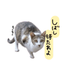 我が家の愉快な猫様たち（個別スタンプ：21）