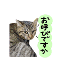 我が家の愉快な猫様たち（個別スタンプ：22）