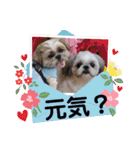 はると（シーズー）        時々ルフィ（個別スタンプ：5）