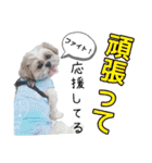 はると（シーズー）        時々ルフィ（個別スタンプ：11）
