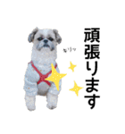 はると（シーズー）        時々ルフィ（個別スタンプ：12）