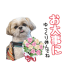 はると（シーズー）        時々ルフィ（個別スタンプ：15）