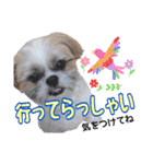はると（シーズー）        時々ルフィ（個別スタンプ：16）