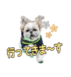 はると（シーズー）        時々ルフィ（個別スタンプ：17）