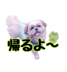 はると（シーズー）        時々ルフィ（個別スタンプ：19）