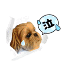 はると（シーズー）        時々ルフィ（個別スタンプ：25）