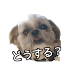 はると（シーズー）        時々ルフィ（個別スタンプ：27）