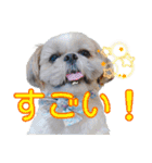 はると（シーズー）        時々ルフィ（個別スタンプ：29）