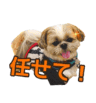 はると（シーズー）        時々ルフィ（個別スタンプ：30）