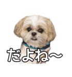 はると（シーズー）        時々ルフィ（個別スタンプ：31）