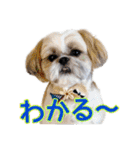 はると（シーズー）        時々ルフィ（個別スタンプ：32）