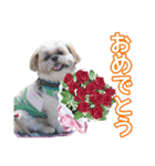はると（シーズー）        時々ルフィ（個別スタンプ：33）