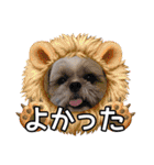 はると（シーズー）        時々ルフィ（個別スタンプ：36）