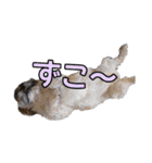 はると（シーズー）        時々ルフィ（個別スタンプ：37）