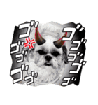 はると（シーズー）        時々ルフィ（個別スタンプ：38）
