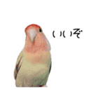らぶばあああっど＋（個別スタンプ：4）