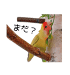 らぶばあああっど＋（個別スタンプ：8）