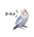 らぶばあああっど＋（個別スタンプ：13）