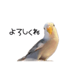 らぶばあああっど＋（個別スタンプ：16）